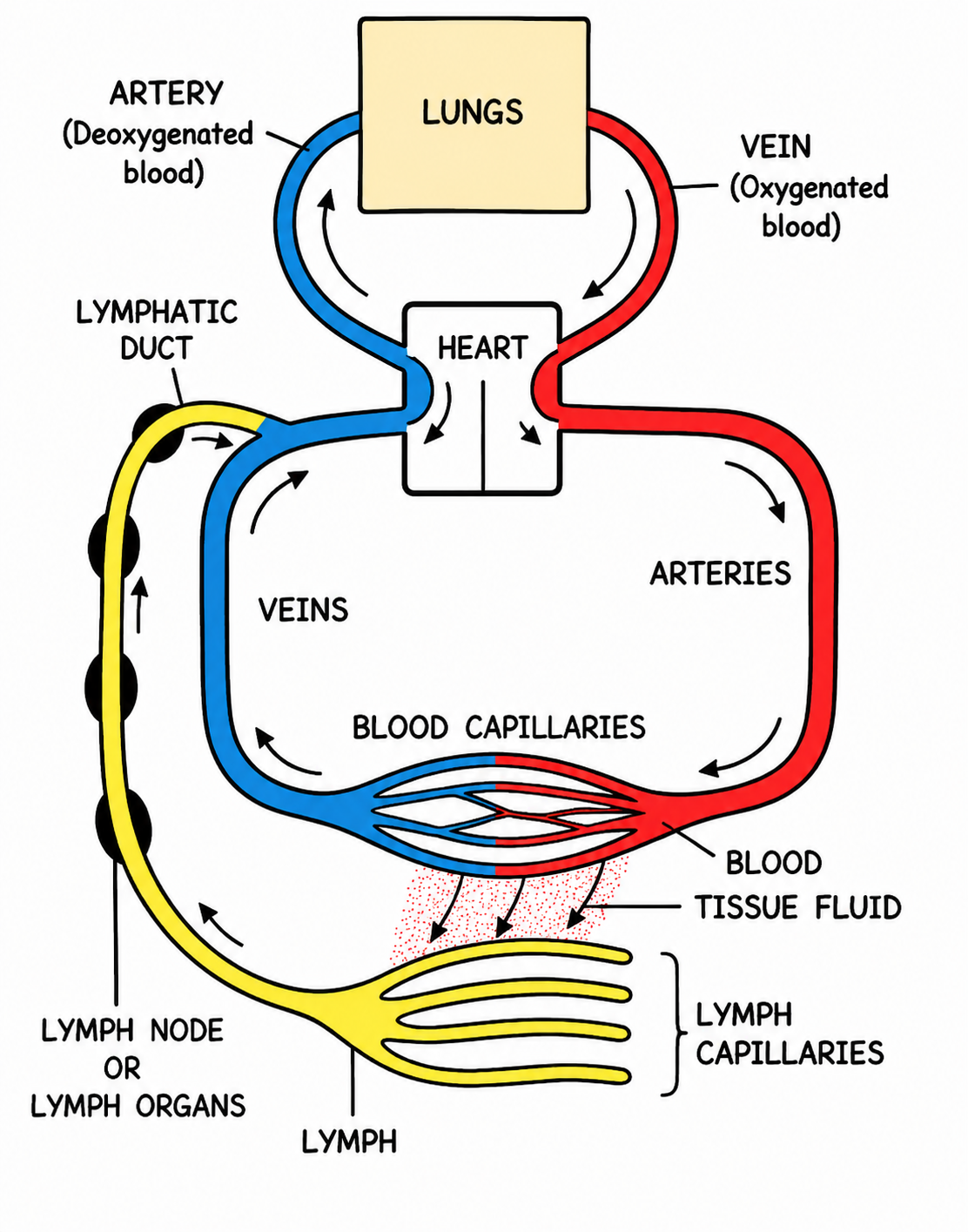 Fig 7.1: Diagrammatic representation of blood and lymph circulation